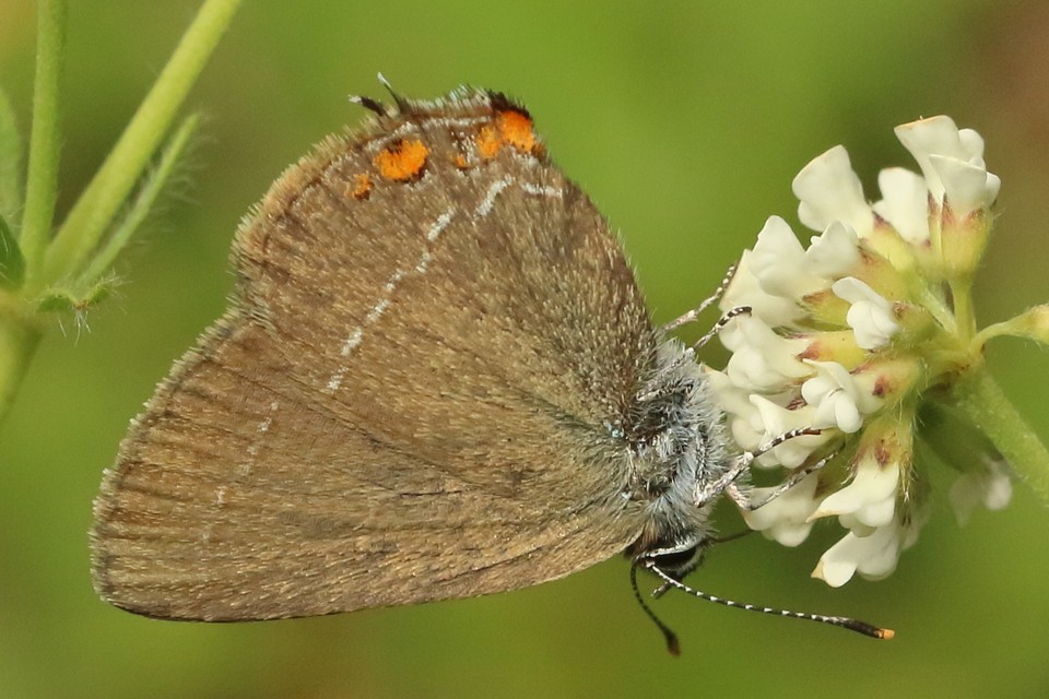 Satyrium acaciae - akác-csücsköslepke