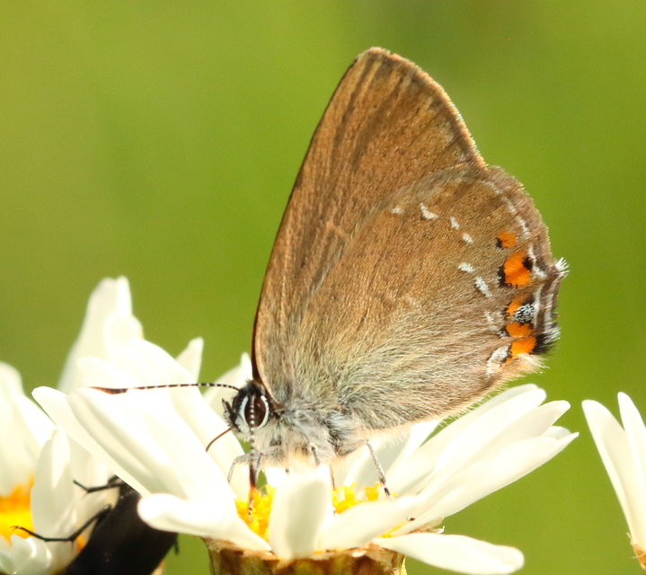 Satyrium acaciae - akác-csücsköslepke