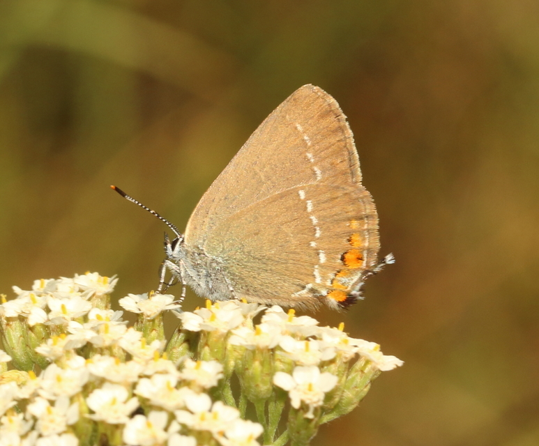 Satyrium acaciae - akác-csücsköslepke