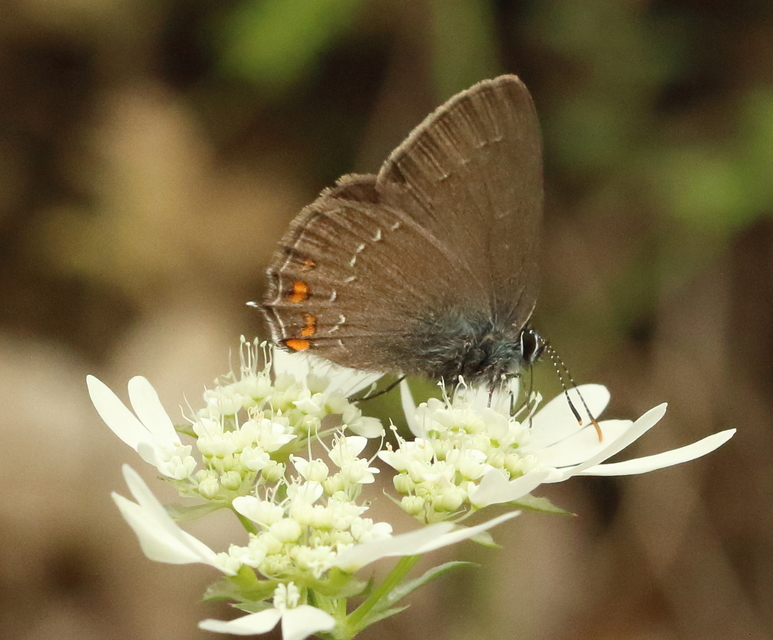 Satyrium ilicis - tölgyfa-csücsköslepke