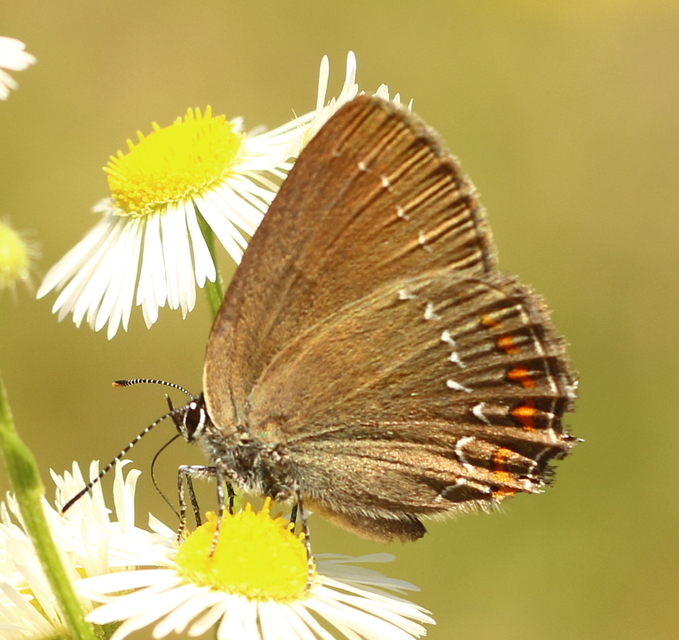 Satyrium ilicis - tölgyfa-csücsköslepke