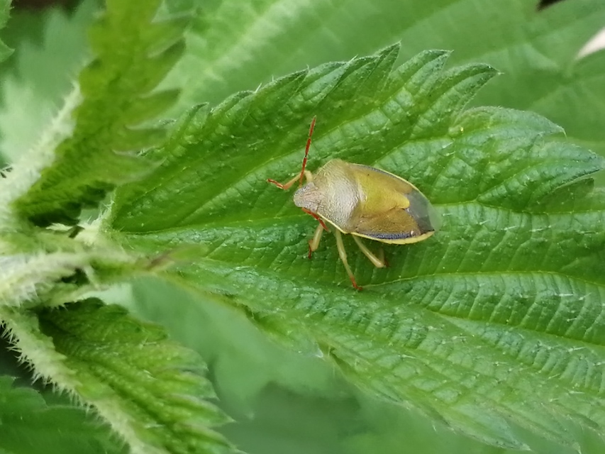 Piezodorus lituratus - bíboros címerespoloska Piezodorus lituratus - bíboros címerespoloska