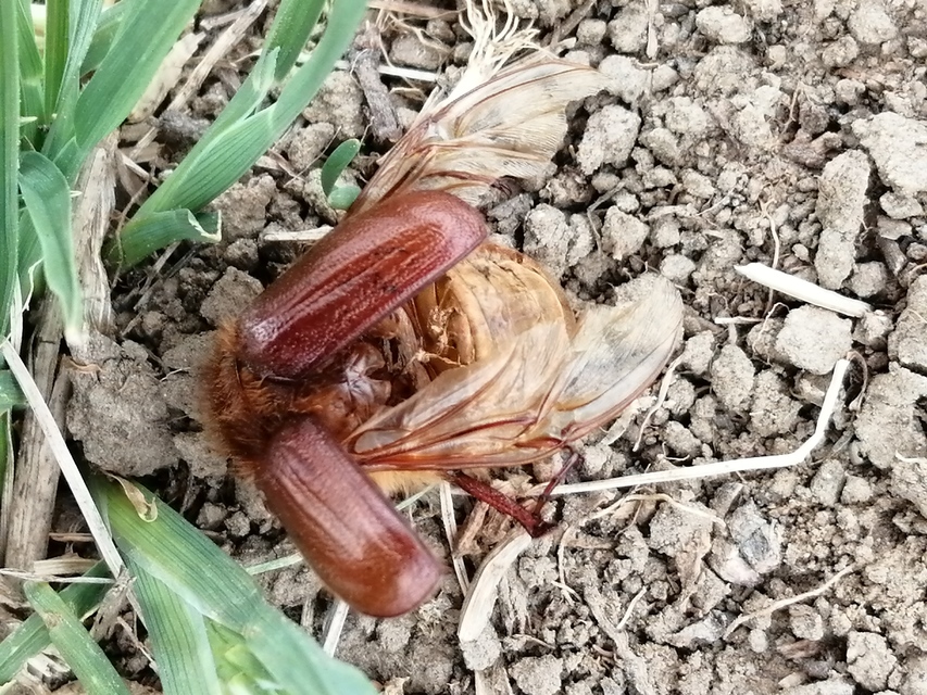 Holochelus aequinoctialis - tavaszeleji cserebogár