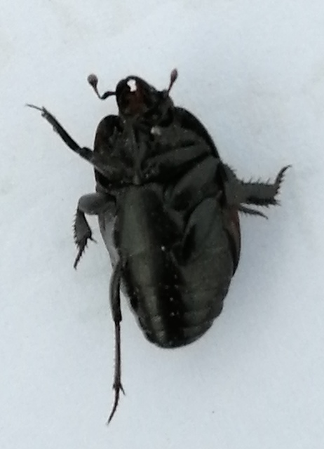 Hister quadrimaculatus - közönséges sutabogár