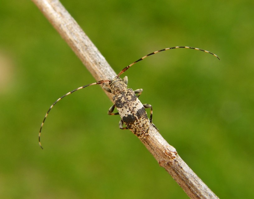 Leiopus nebulosus - öves gesztcincér