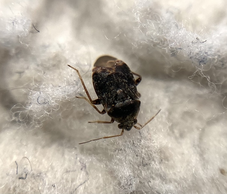 Charagochilus gyllenhalii - kis cigány-mezeipoloska