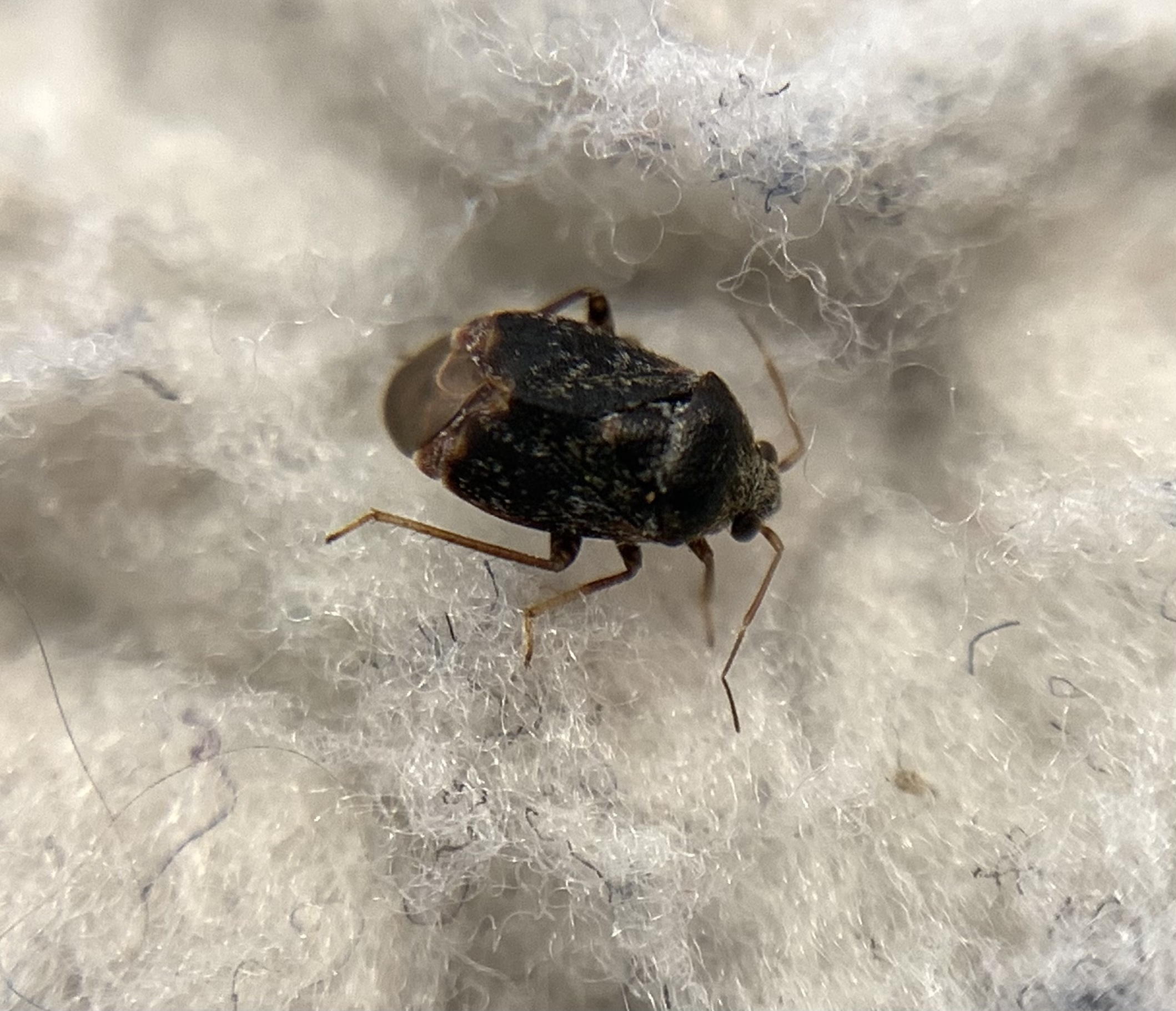 Charagochilus gyllenhalii - kis cigány-mezeipoloska