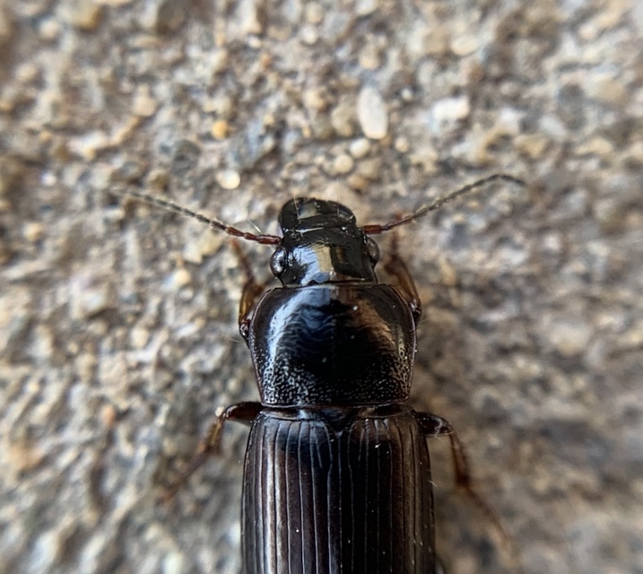 Harpalus pygmaeus - kis lomhafutó