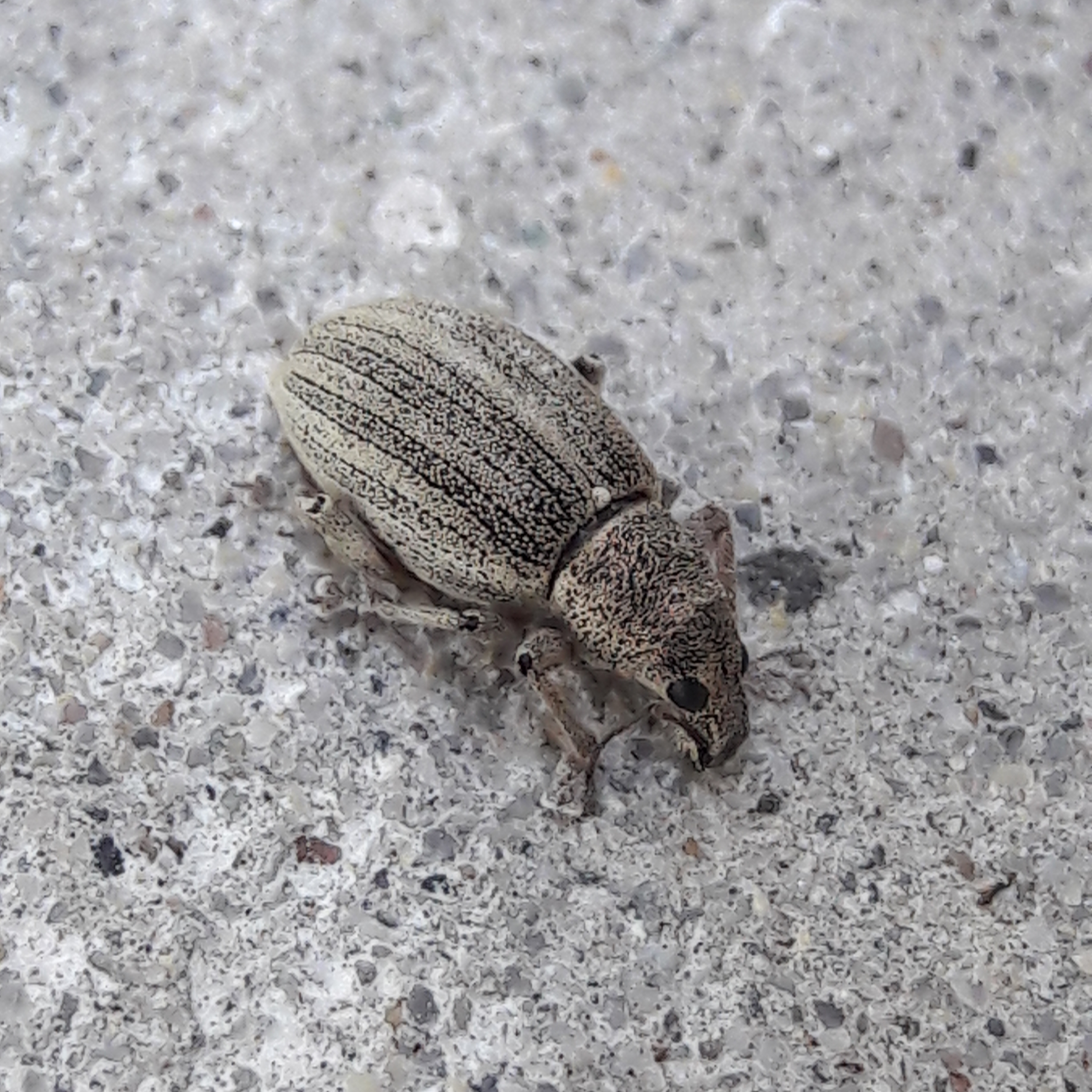 Sciaphobus squalidus - nagy szálkásbarkó