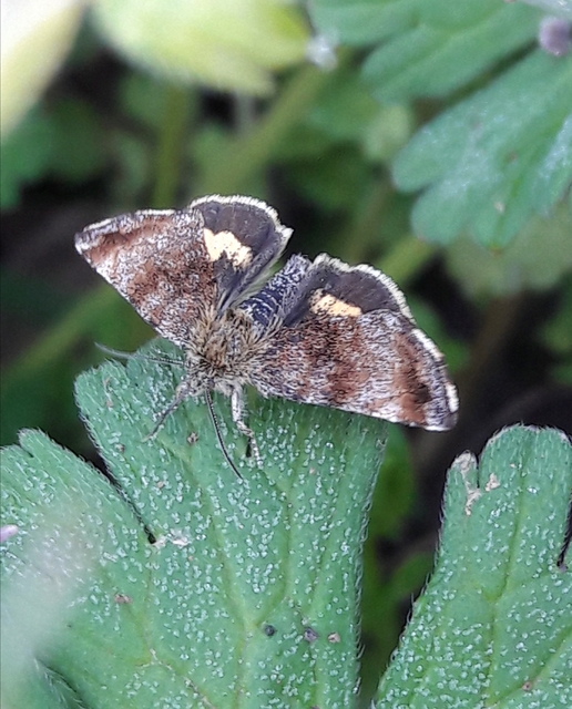 Panemeria tenebrata - apró sárgabagoly