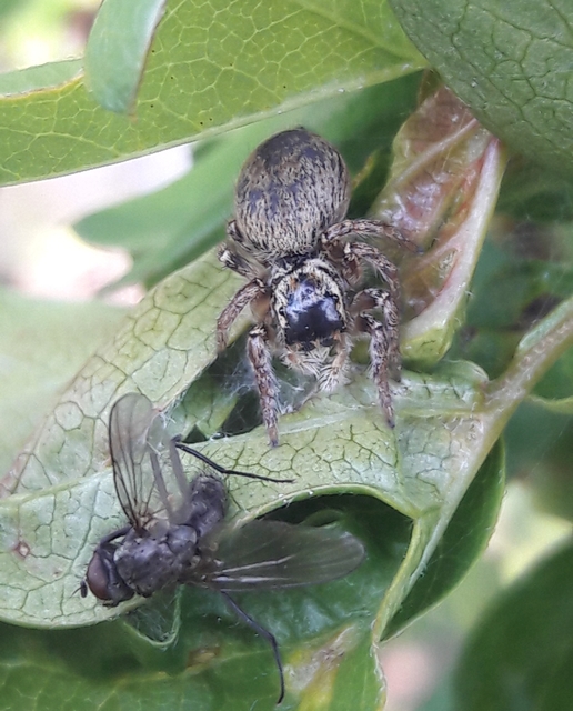 Carrhotus xanthogramma - rozsdás ugrópók