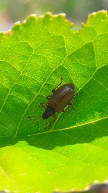 Phyllobius oblongus - közönséges levélormányos