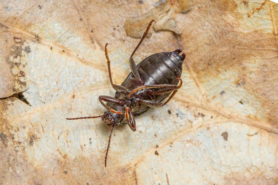 Stenomax aeneus - bronzos gyászbogár