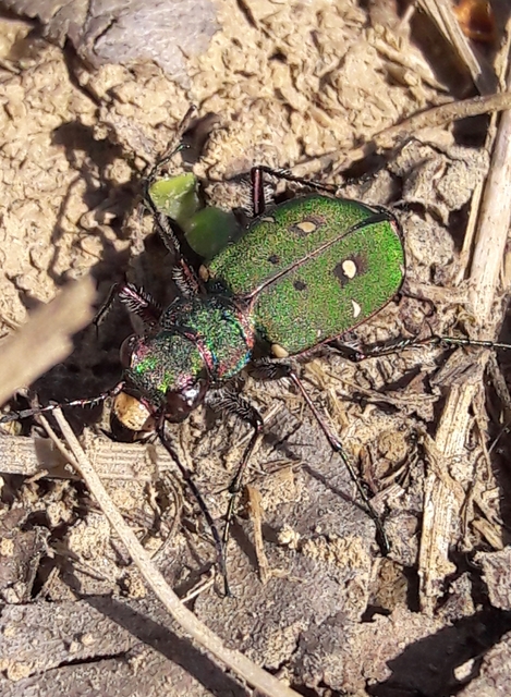 Cicindela campestris - mezei homokfutrinka