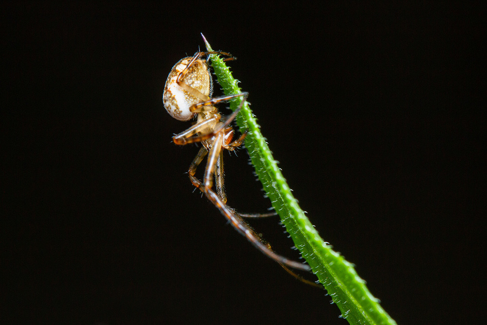Metellina segmentata/mengei