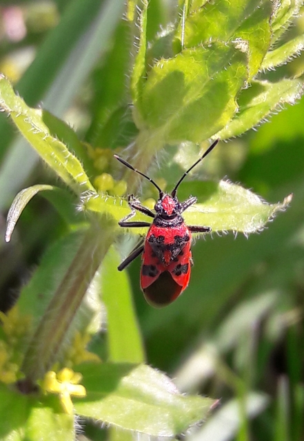 Corizus hyoscyami - piros karimáspoloska