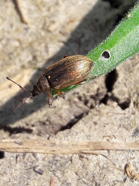 Phyllobius pyri - gyümölcsfa-levélormányos