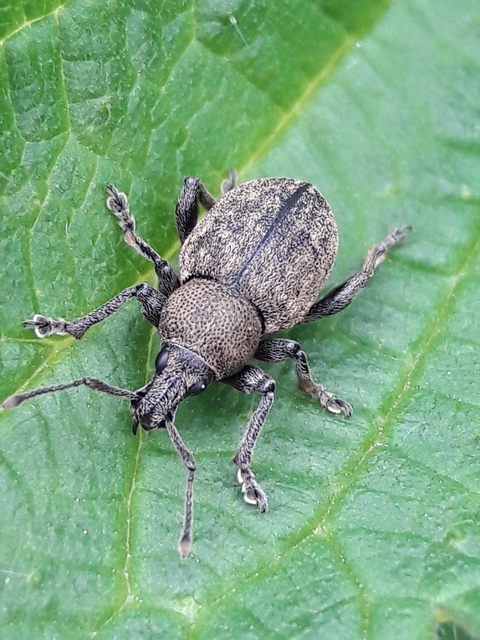 Otiorhynchus ligustici - vincellér-gyalogormányos