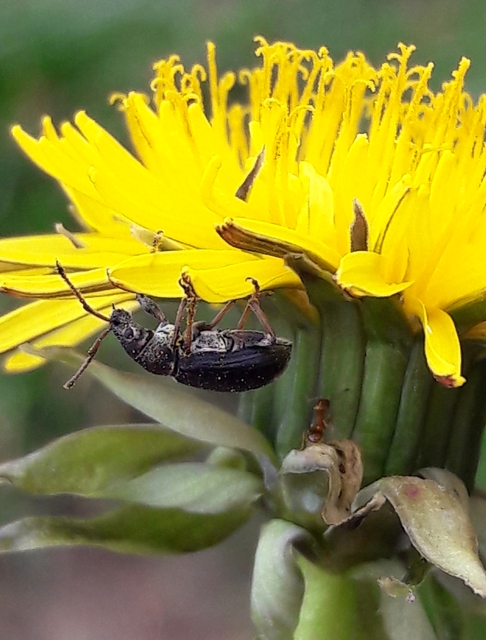 Phyllobius pyri - gyümölcsfa-levélormányos