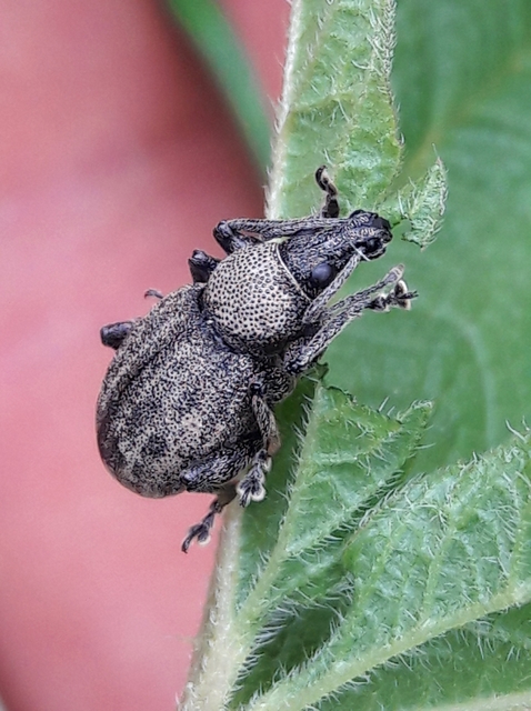 Otiorhynchus ligustici - vincellér-gyalogormányos