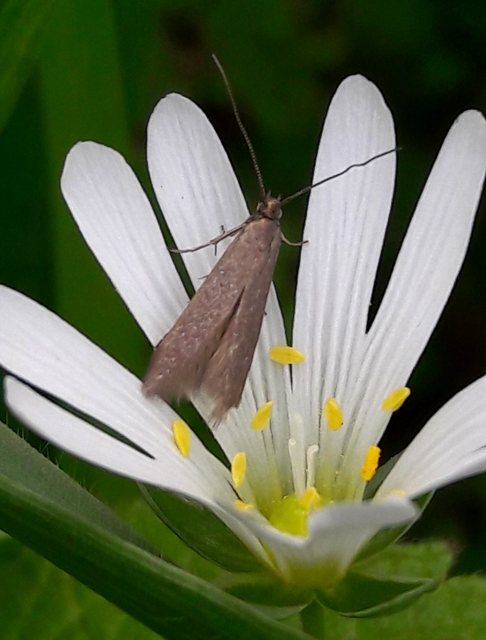 Coleophora lutarea - zöldessárga zsákosmoly