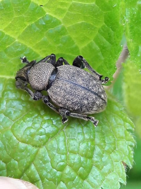 Otiorhynchus ligustici - vincellér-gyalogormányos