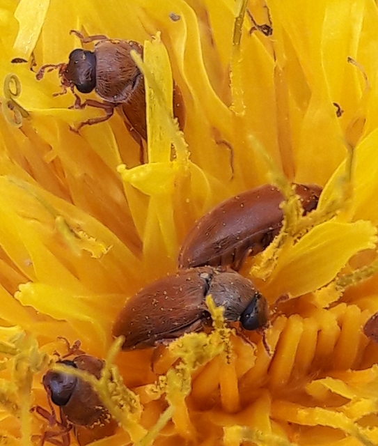 Byturus ochraceus - gyömbérgyökérbogár
