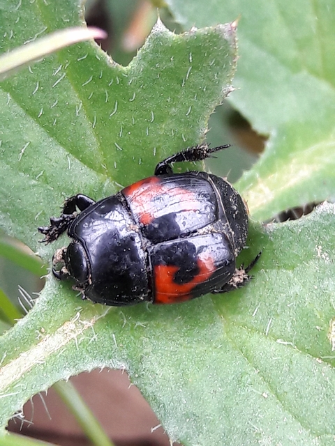 Hister quadrimaculatus - közönséges sutabogár