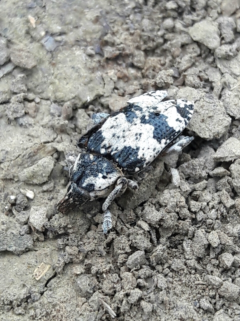 Bothynoderes affinis - sávos barkó