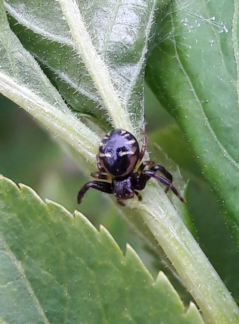 Synema globosum/ornatum