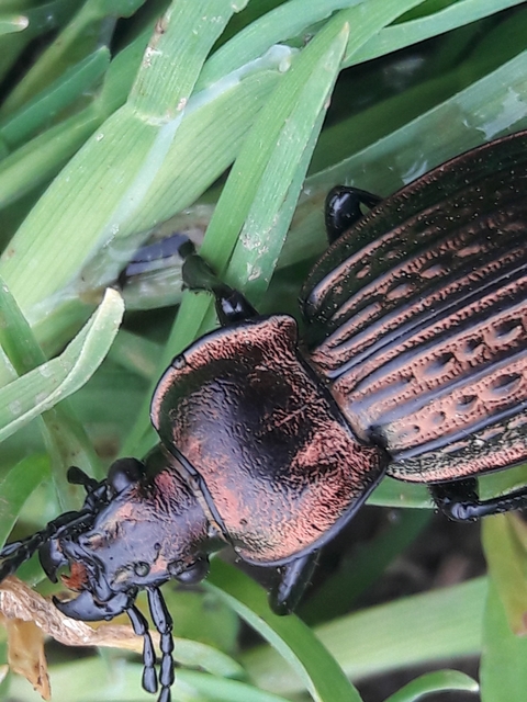 Carabus ulrichii - rezes futrinka