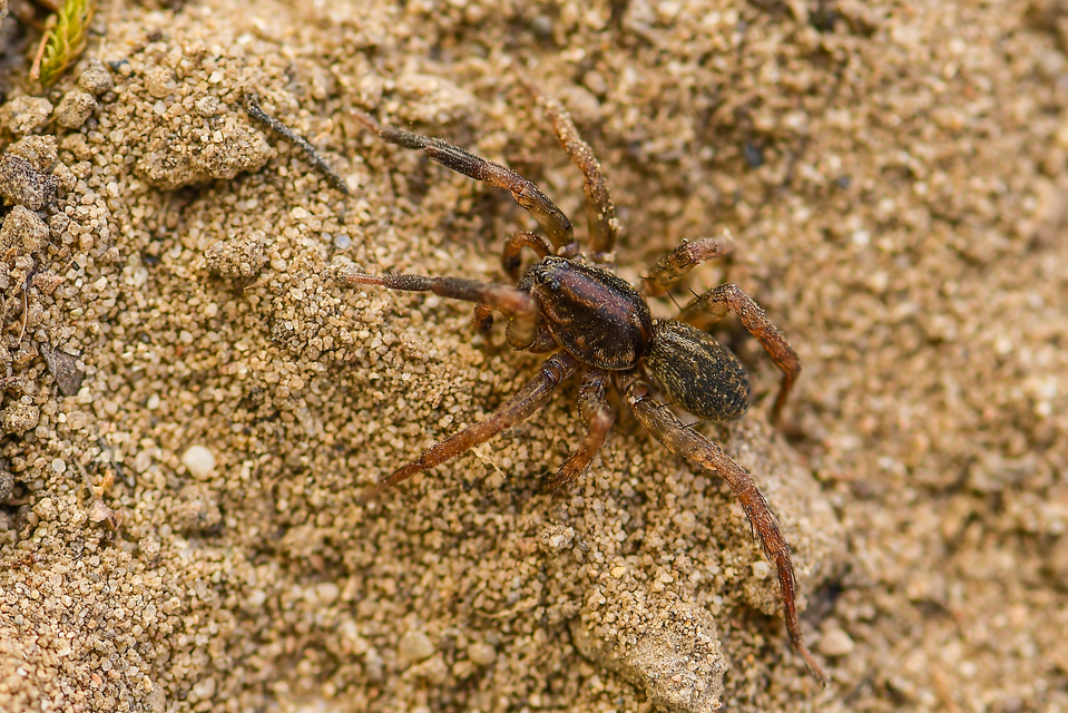 Trochosa