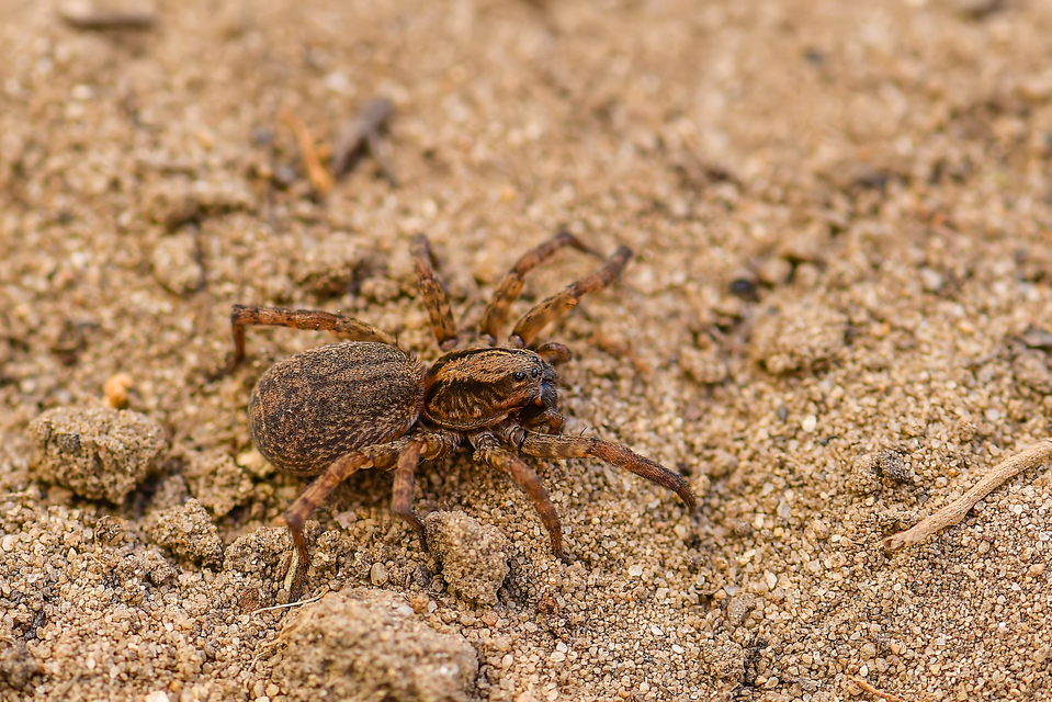 Trochosa