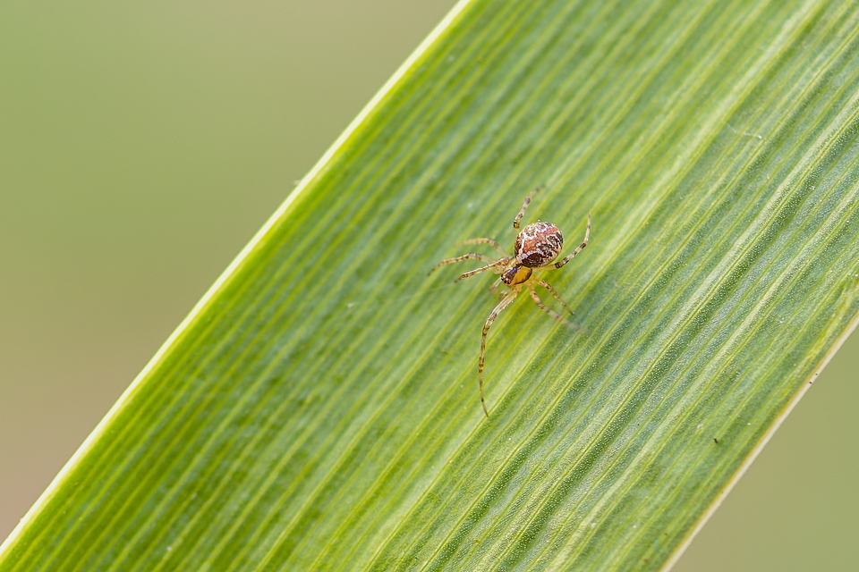 Theridion pictum - tarka törpepók