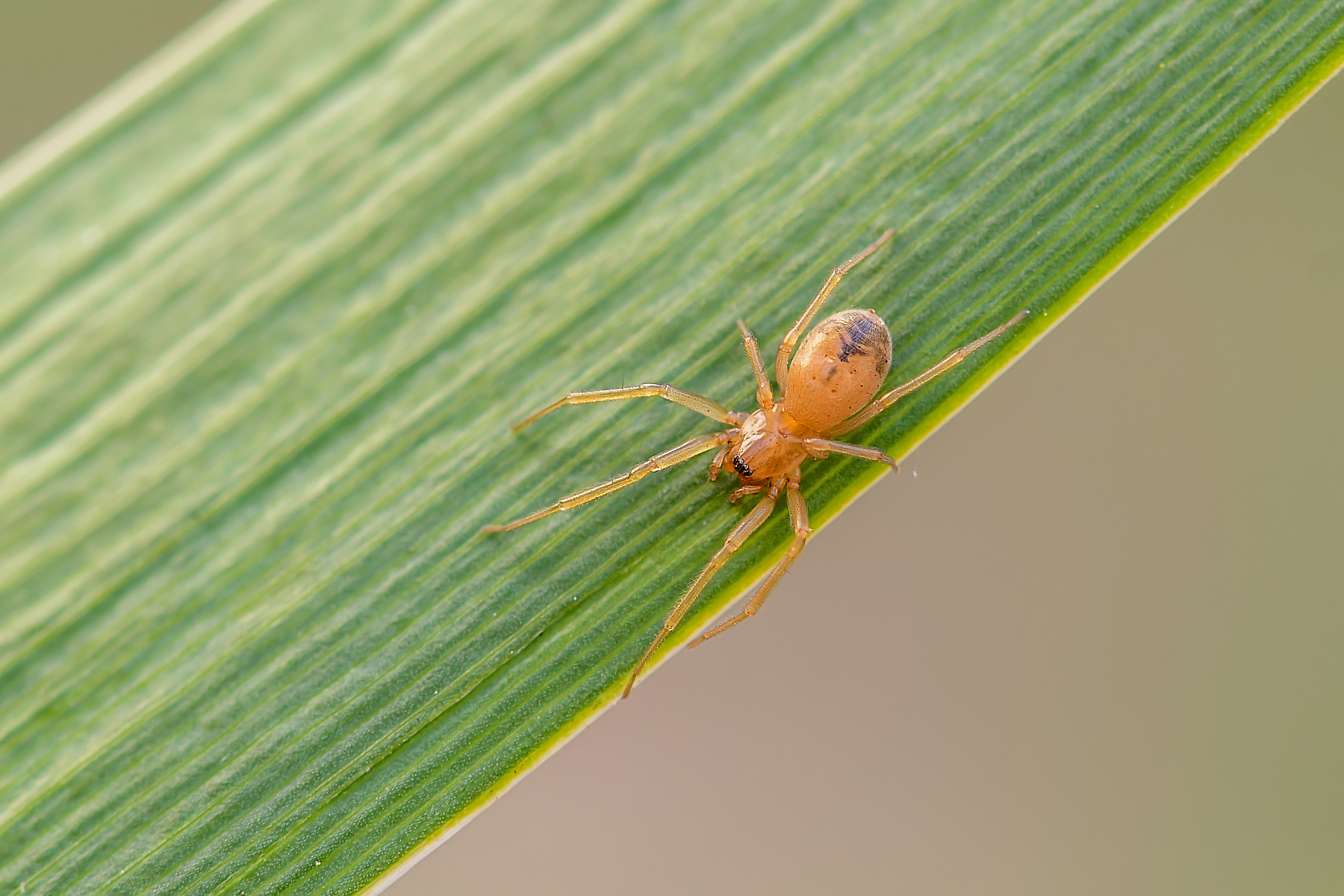 Donacochara speciosa
