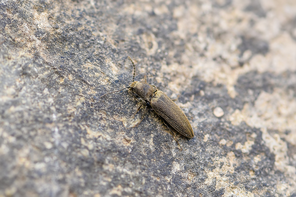 Elateridae - pattanóbogárfélék