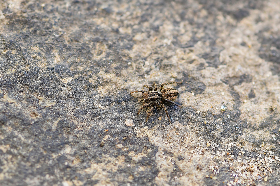 Phlegra fasciata - sávos ugrópók