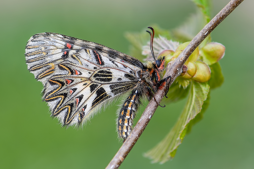 Zerynthia polyxena - farkasalmalepke