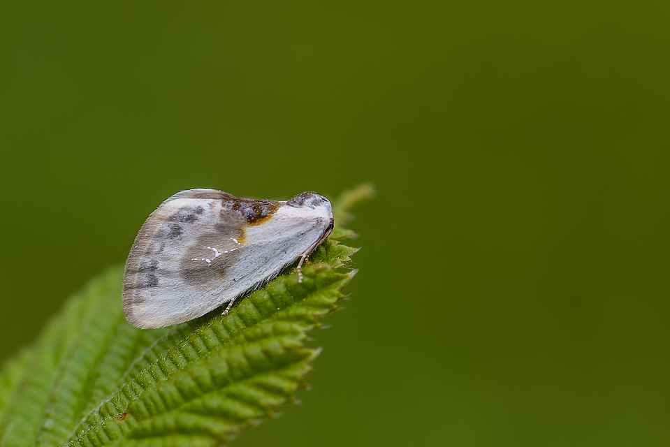 Cilix glaucata - törpe sarlósszövő