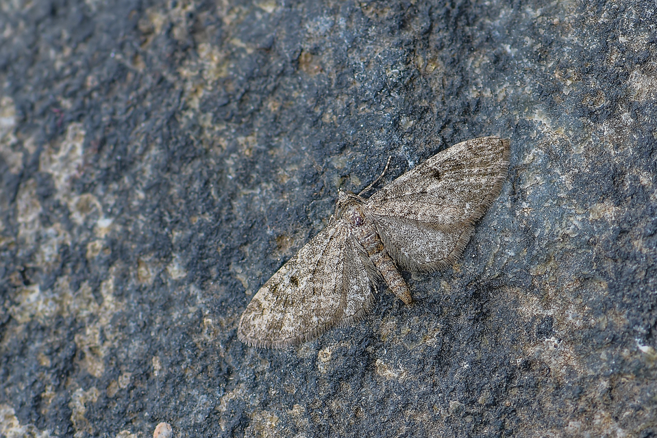 Eupithecia virgaureata - aranyvessző-törpearaszoló
