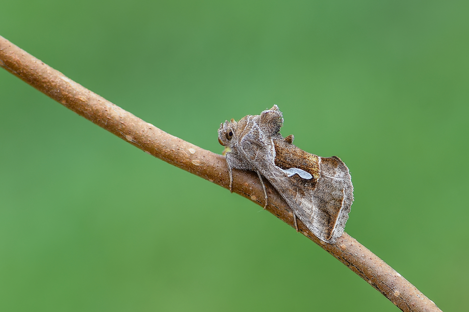 Macdunnoughia confusa - cseppfoltos ezüstbagoly