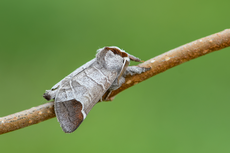 Clostera curtula - rövidszárnyú levélszövő