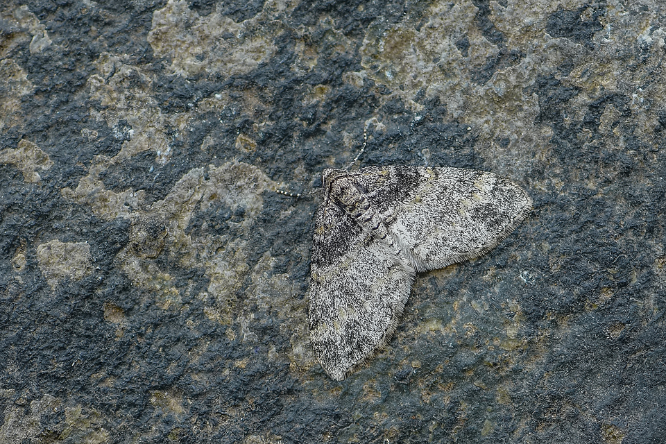 Lobophora halterata - szárnyfüggelékes araszoló