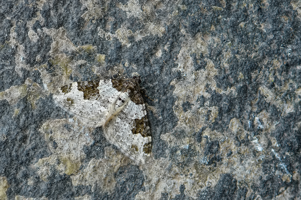 Xanthorhoe fluctuata - közönséges tarkaaraszoló