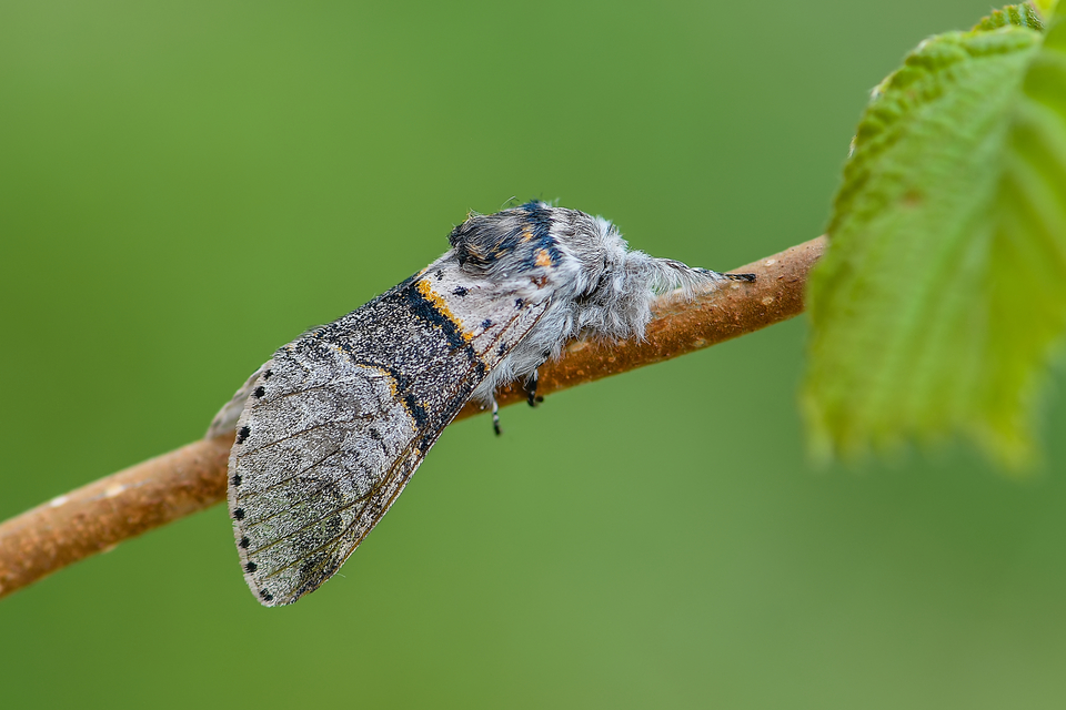 Furcula furcula - szürke púposszövő