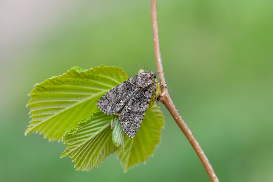 Acronicta rumicis - sóska-szigonyosbagoly
