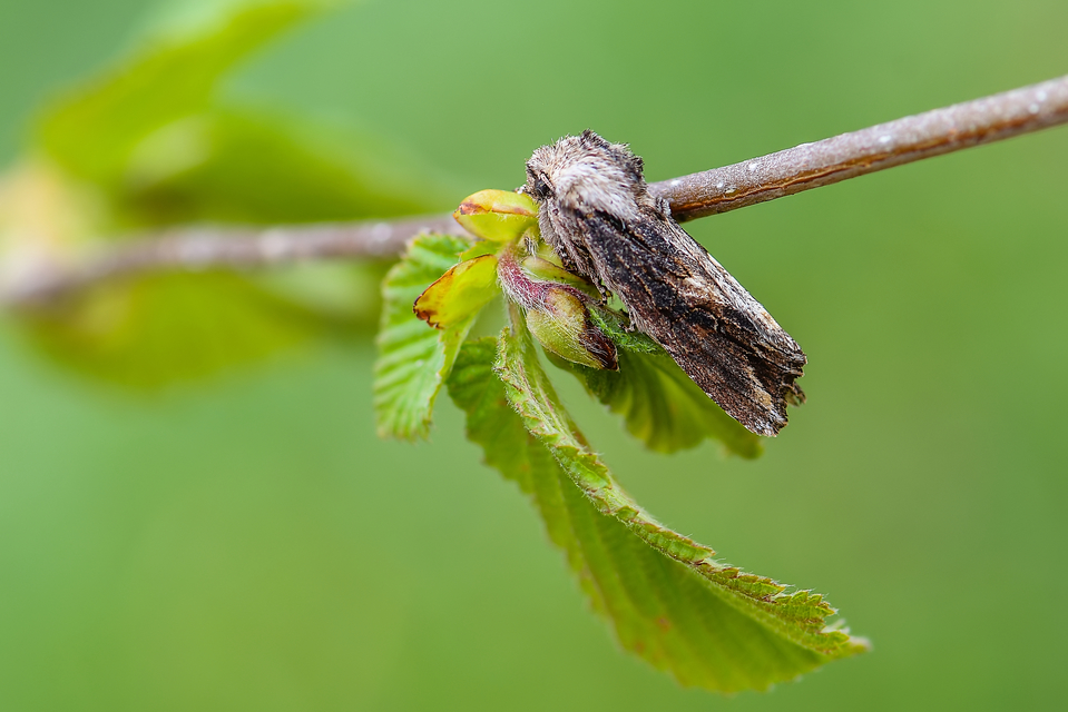 Egira conspicillaris - változékony szürkebagoly