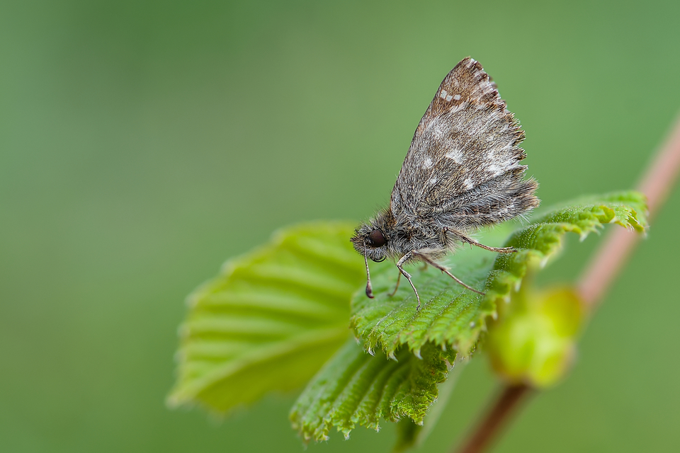 Carcharodus alceae - mályva-busalepke