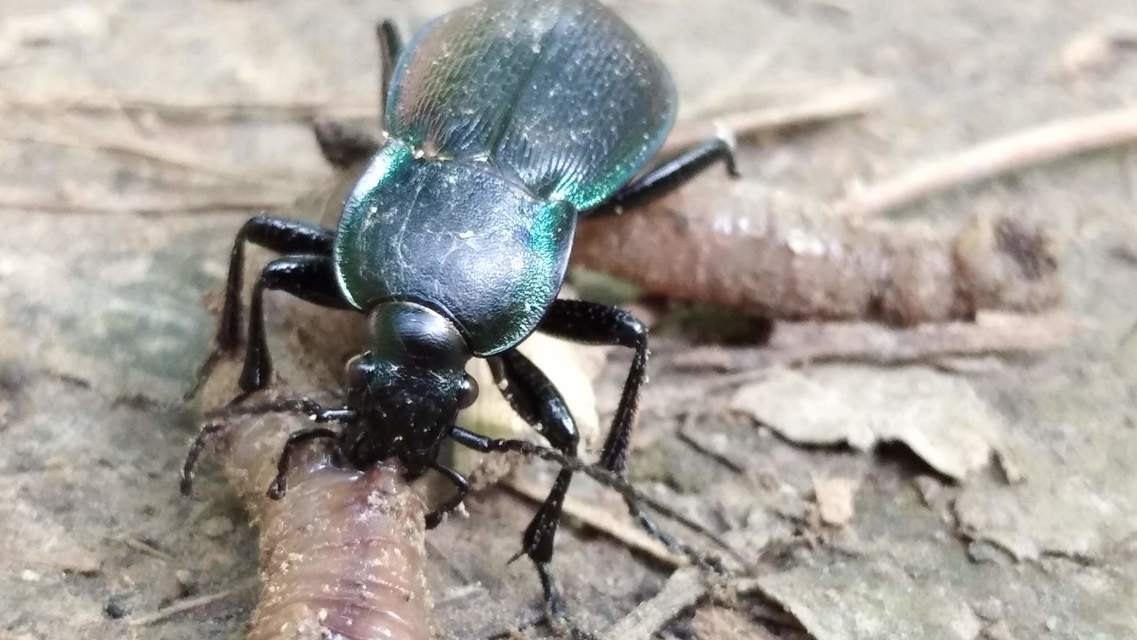 Carabus scheidleri praescheidleri - mecseki változó futrinka Carabus scheidleri praescheidleri - mecseki változó futrinka