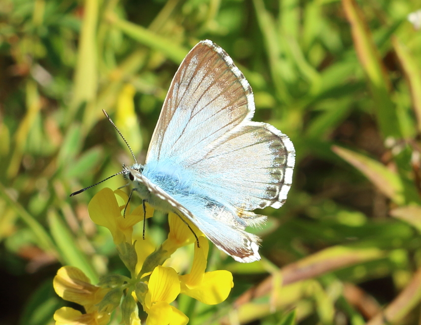 Polyommatus coridon - ezüstkék boglárka